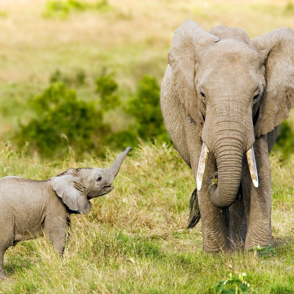 Elephant chat