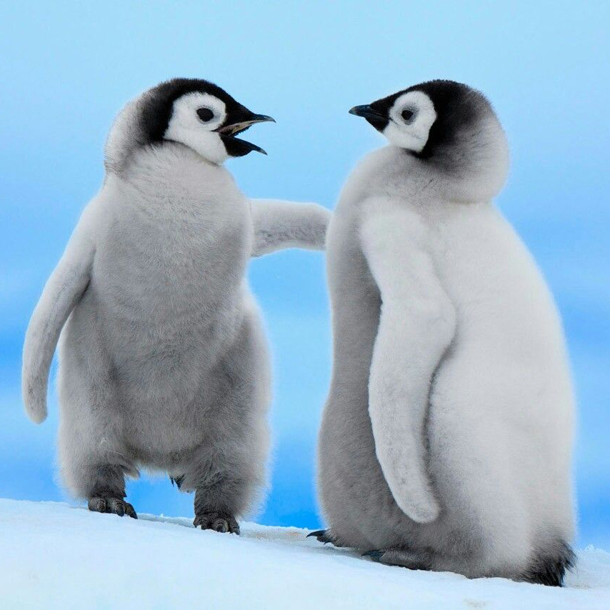 Penguin chat