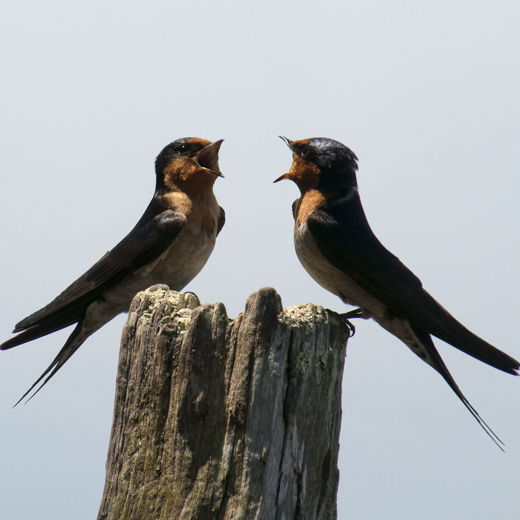 Bird chat