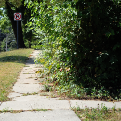 Shrubs growing over sidewalk