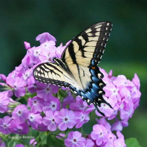 Photo of a Beskow Swallowtail on a flower in Carr Woods